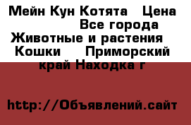 Мейн Кун Котята › Цена ­ 15 000 - Все города Животные и растения » Кошки   . Приморский край,Находка г.